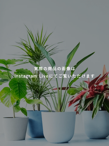 【ライブ一点もの】モンステラ根上り XL #2【首都圏限定】