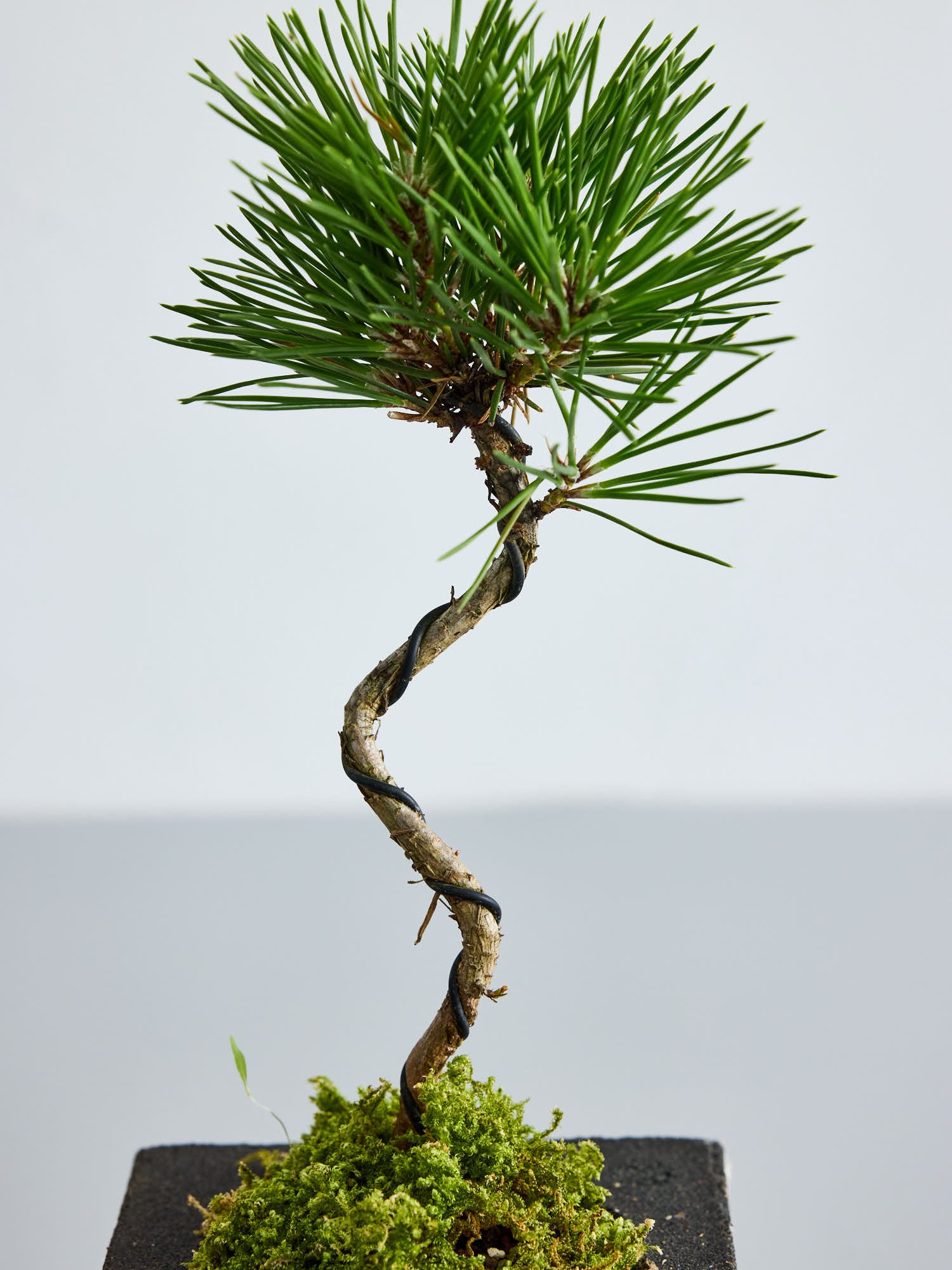 盆栽 三河黒松 黒鉢 Table-S| 観葉植物通販 AND PLANTS (アンドプランツ)