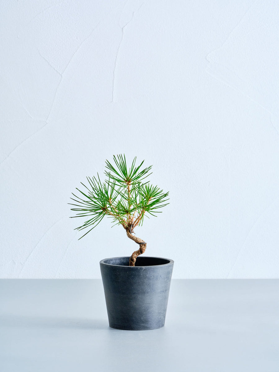 三河黒松優良素材 三河黒松 | 観葉植物の通販 AND PLANTS (アンドプランツ)
