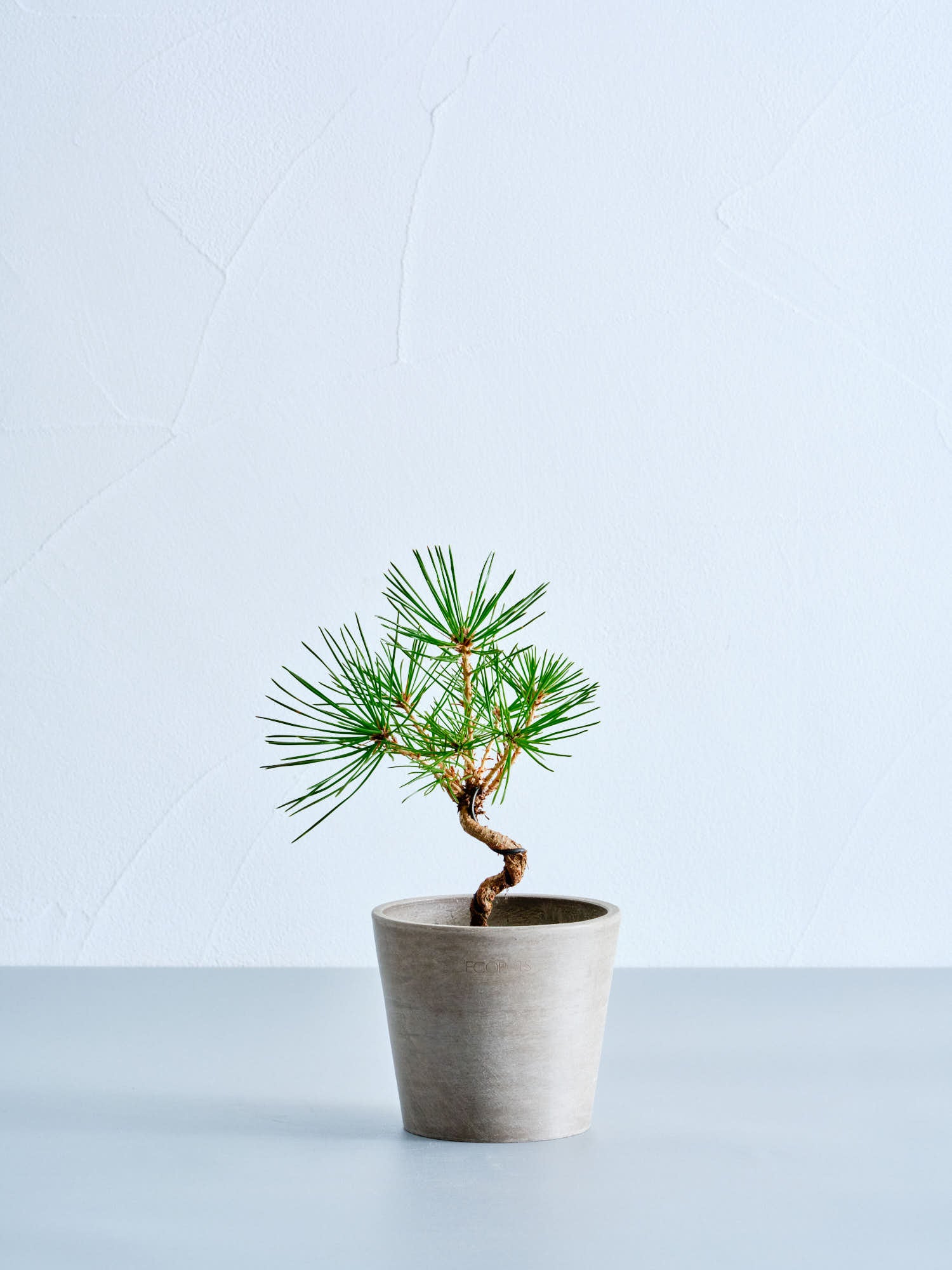 盆栽 三河黒松 Table-S | 観葉植物の通販 AND PLANTS (アンドプランツ)