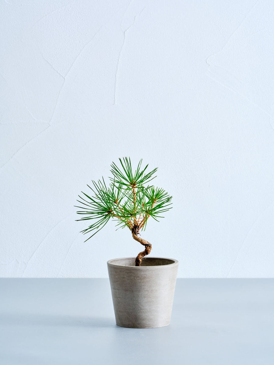三河黒松 | 観葉植物の通販 AND PLANTS (アンドプランツ)