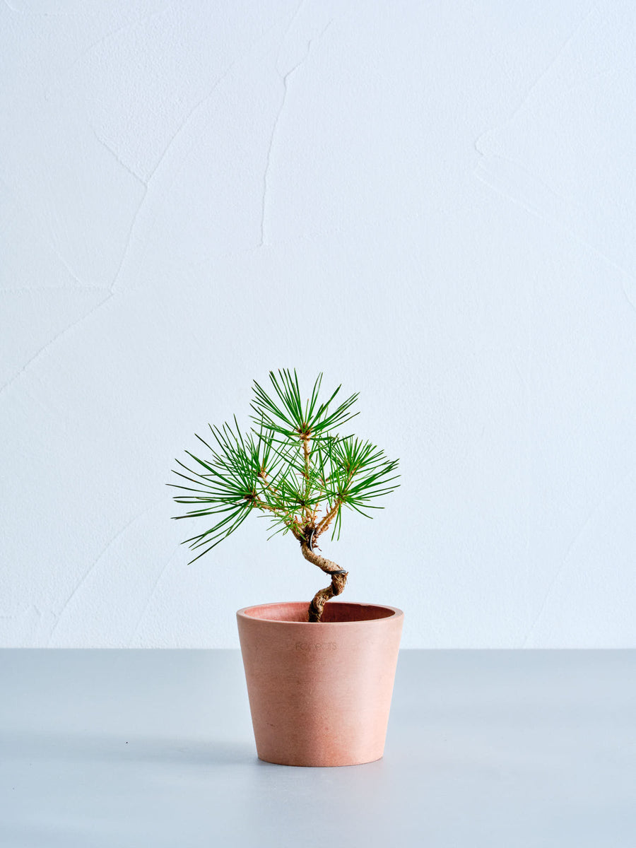 三河黒松 | 観葉植物の通販 AND PLANTS (アンドプランツ)