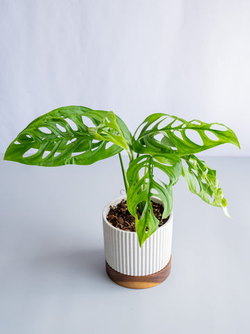 【一点もの】モンステラ・エスケレート Table-L #7