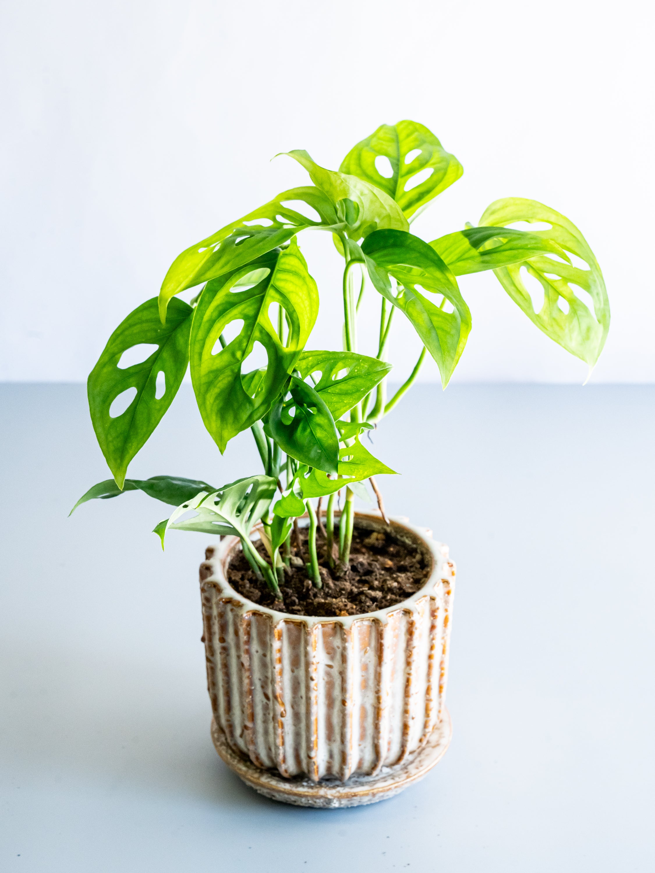 【一点もの】モンステラ・エスケレート Table-M #4