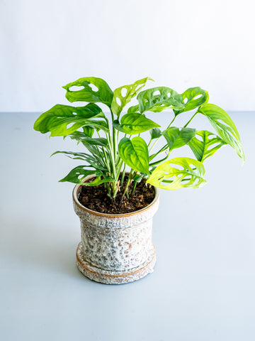 【一点もの】モンステラ・エスケレート Table-M #2