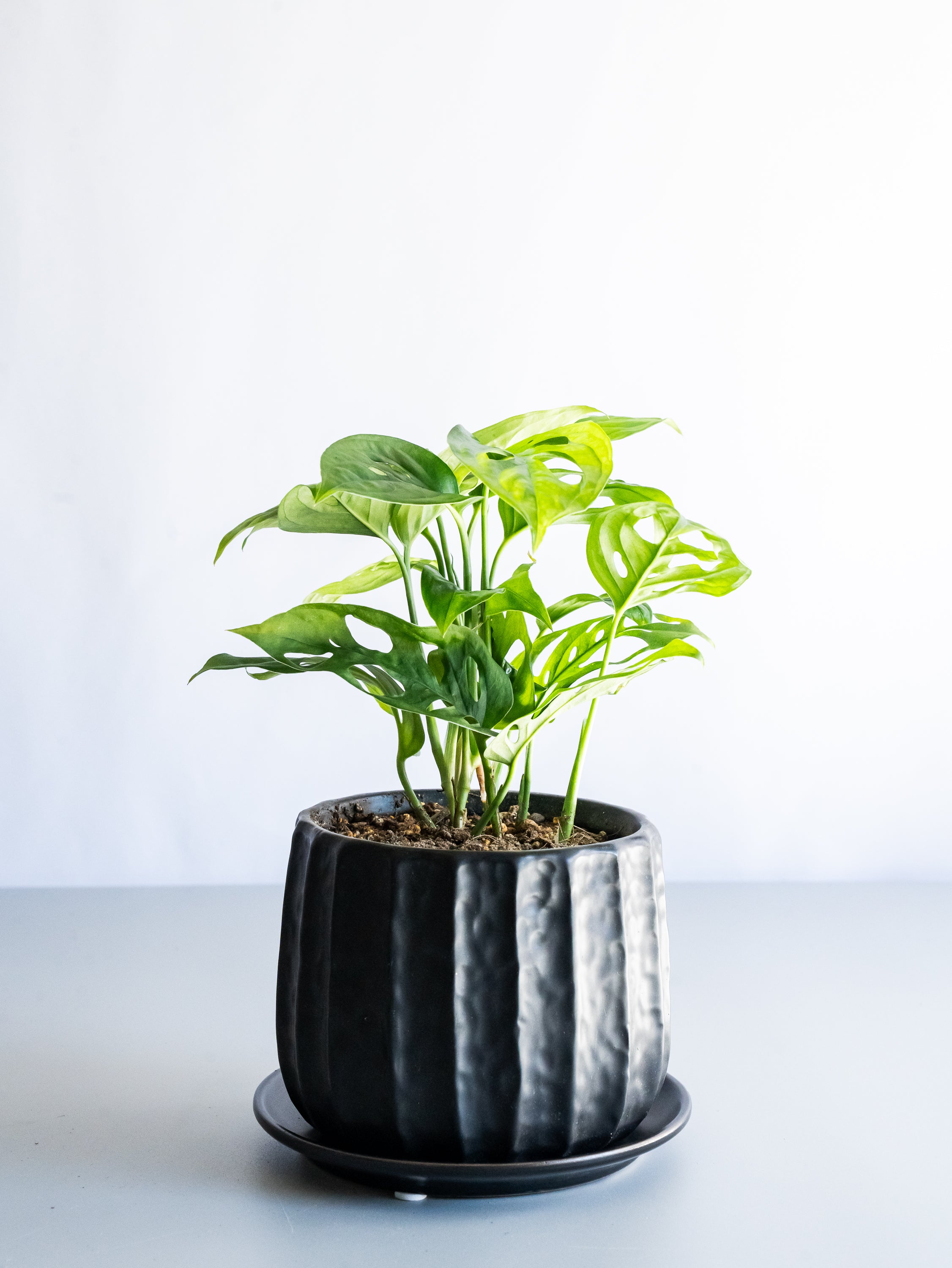 【一点もの】モンステラ・エスケレート Table-M #6