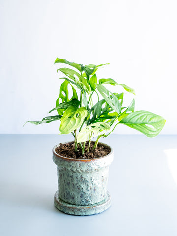 【一点もの】モンステラ・エスケレート Table-M #1