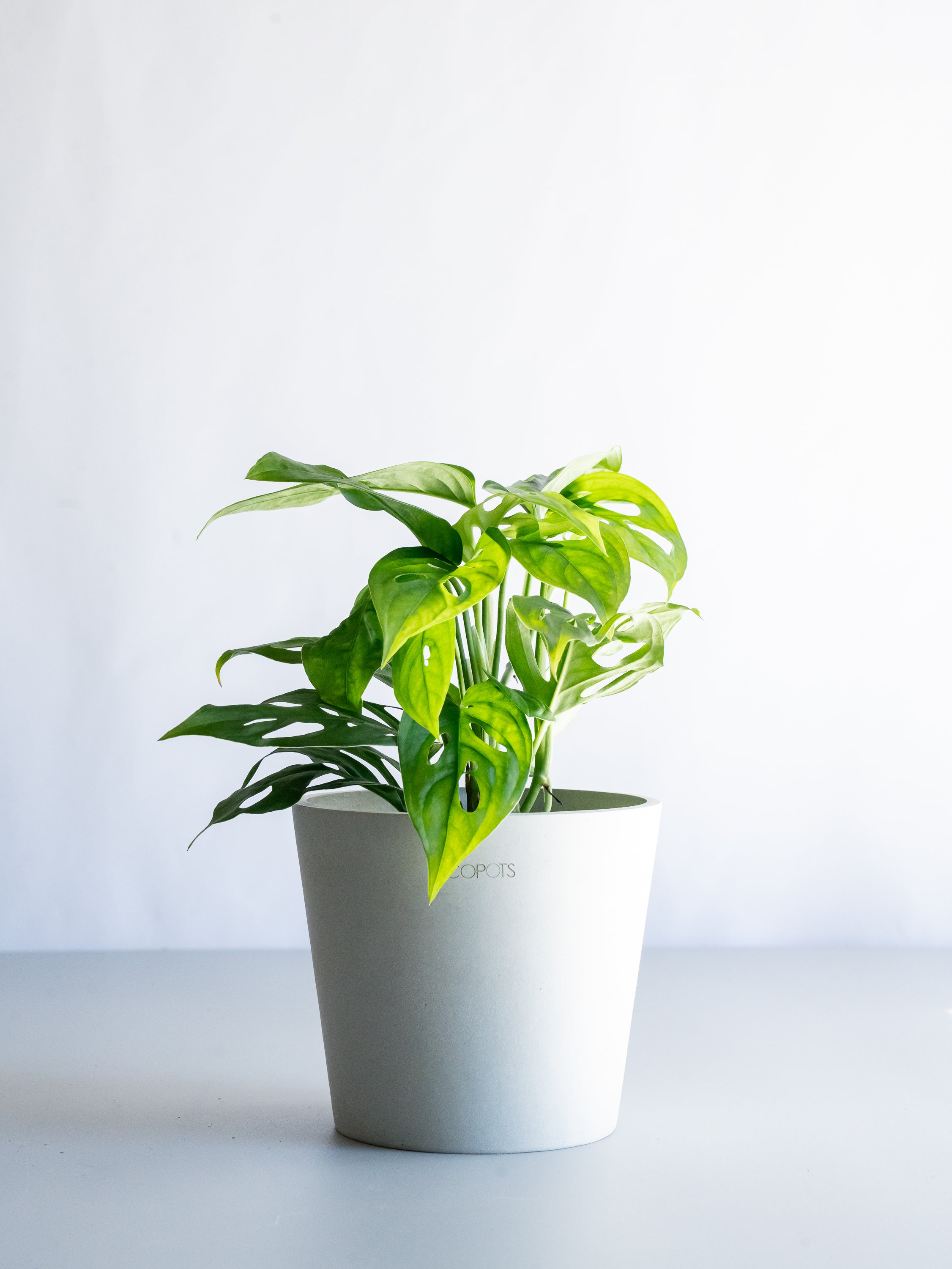 【一点もの】モンステラ・エスケレート Table-M #8