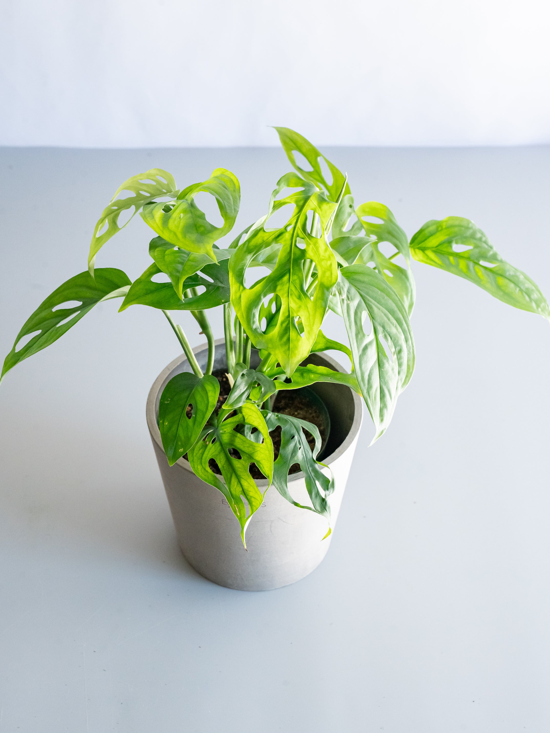 【一点もの】モンステラ・エスケレート Table-M #10