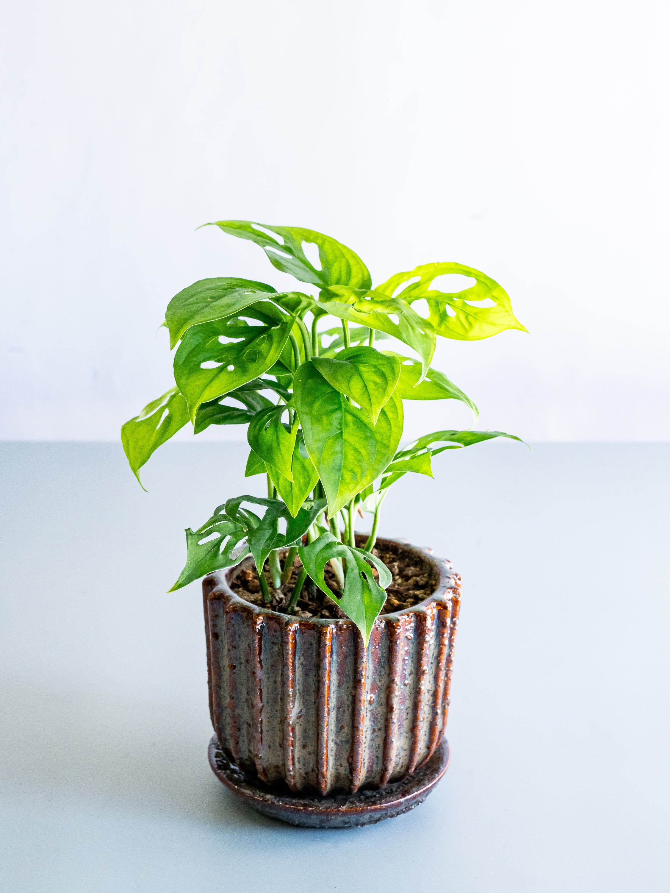 【一点もの】モンステラ・エスケレート Table-M #3