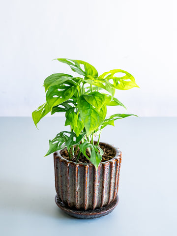 【一点もの】モンステラ・エスケレート Table-M #3