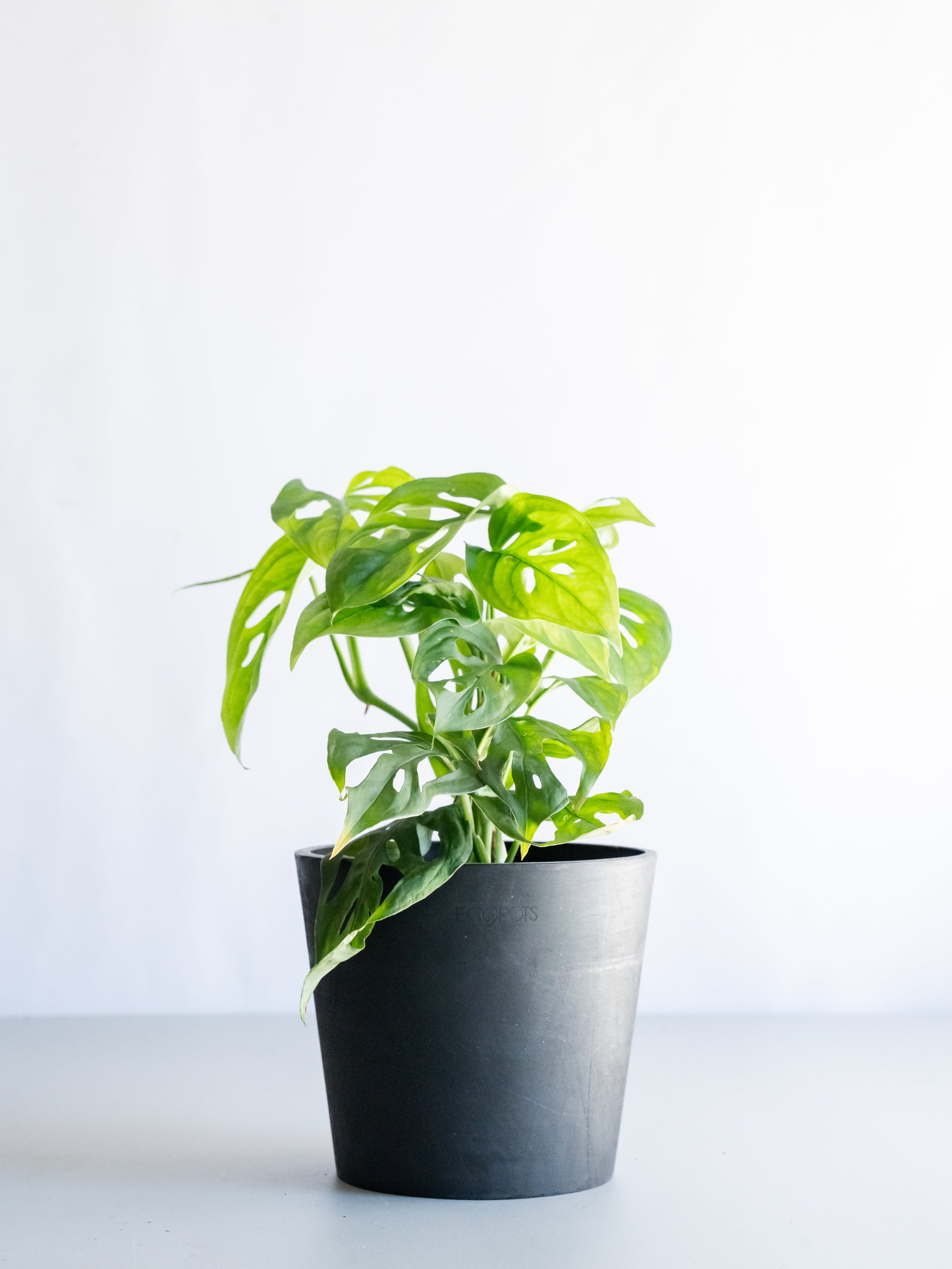 【一点もの】モンステラ・エスケレート Table-M #9