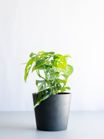 【一点もの】モンステラ・エスケレート Table-M #9