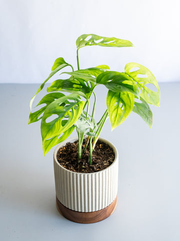 【一点もの】モンステラ・エスケレート Table-M #7