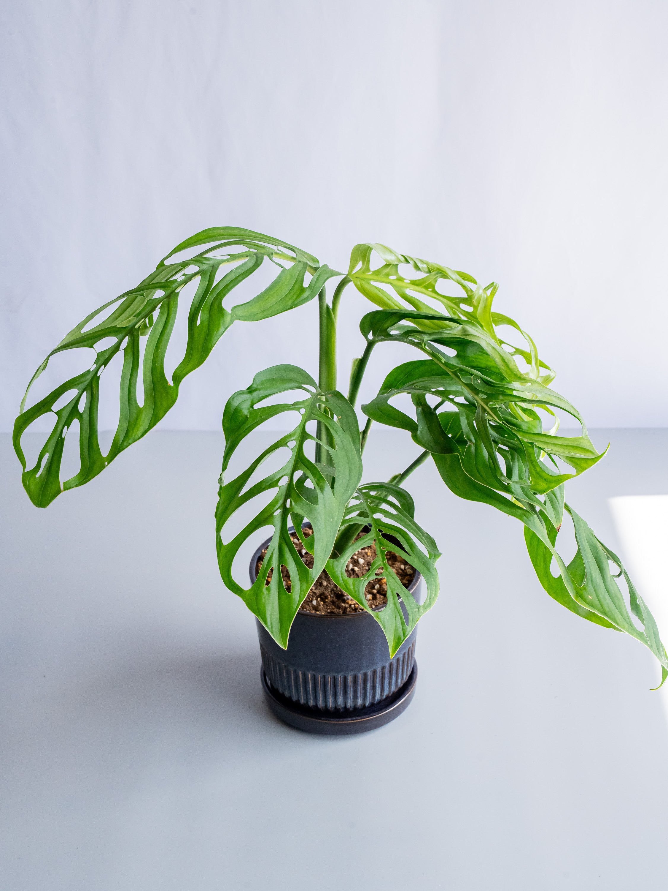 【一点もの】モンステラ・エスケレート Table-L #6