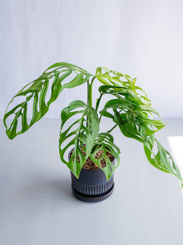 【一点もの】モンステラ・エスケレート Table-L #6