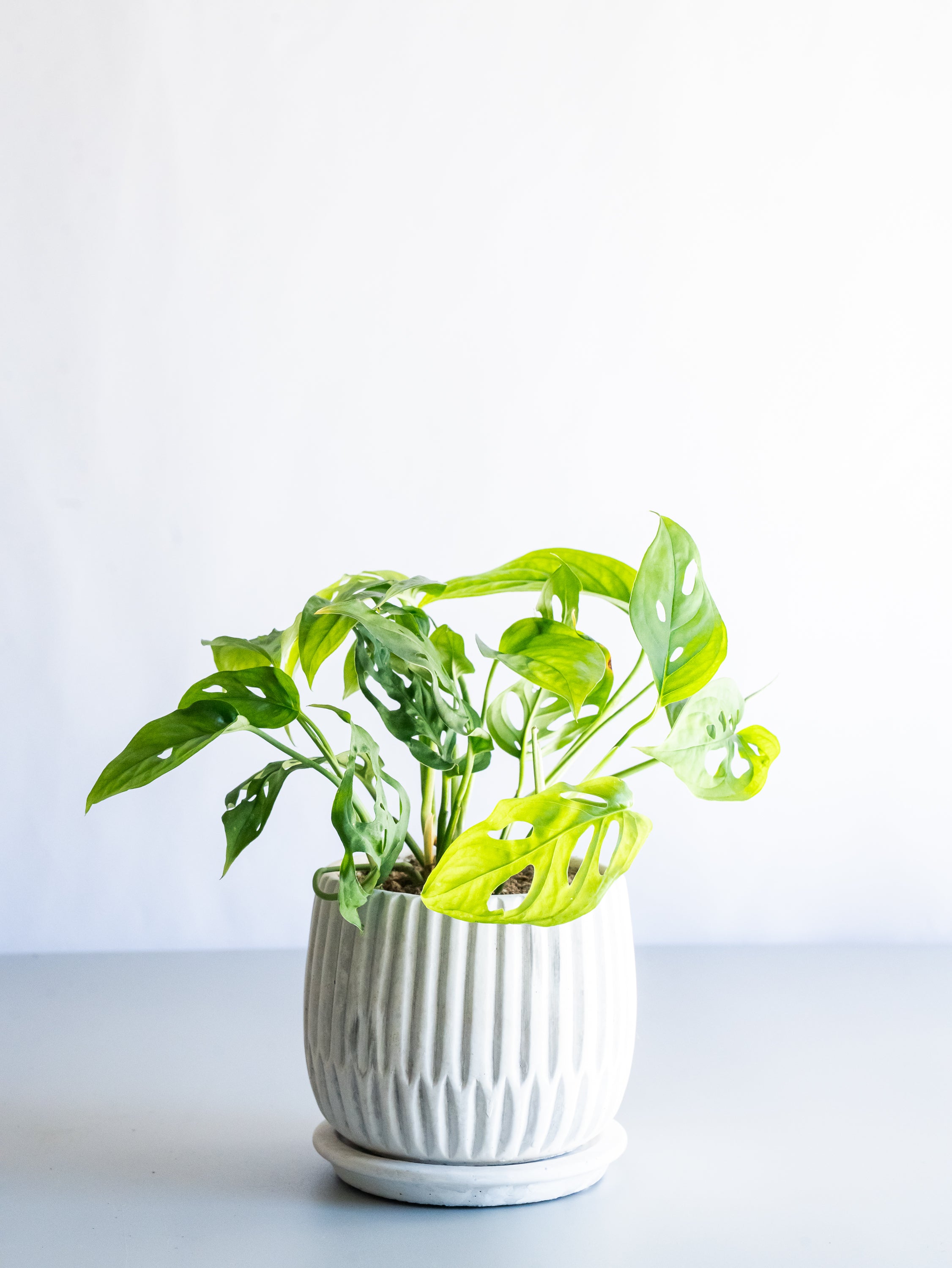 【一点もの】モンステラ・エスケレート Table-M #5