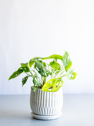 【一点もの】モンステラ・エスケレート Table-M #5