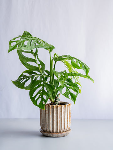 【一点もの】モンステラ・エスケレート Table-L #5