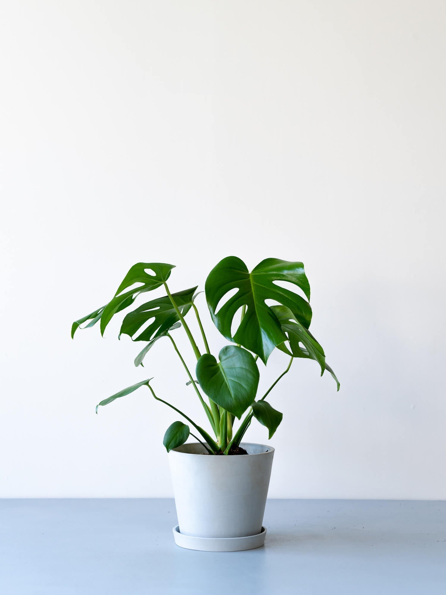 モンステラ・デリシオーサ S | 観葉植物の通販 AND PLANTS (アンド
