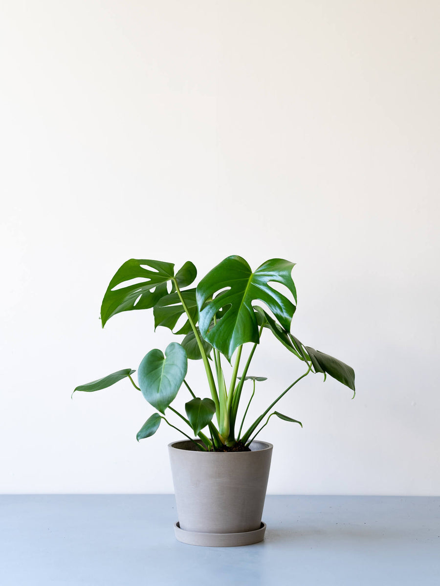 モンステラ 6号 | 観葉植物の通販 AND PLANTS (アンドプランツ)