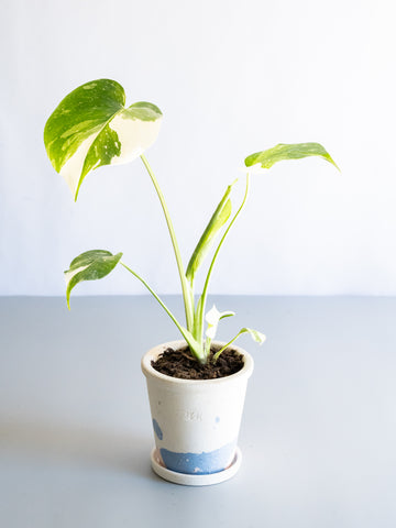 【一点もの】モンステラ・タイコンステレーション Table-S  #25