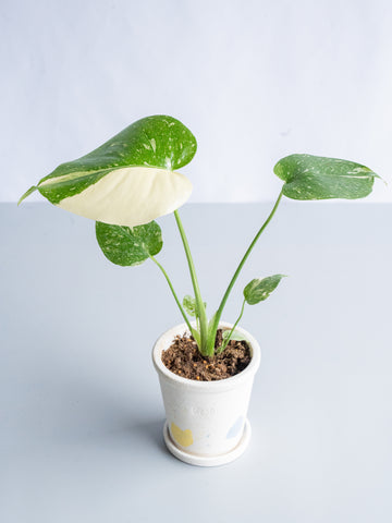 【一点もの】モンステラ・タイコンステレーション Table-S  #16