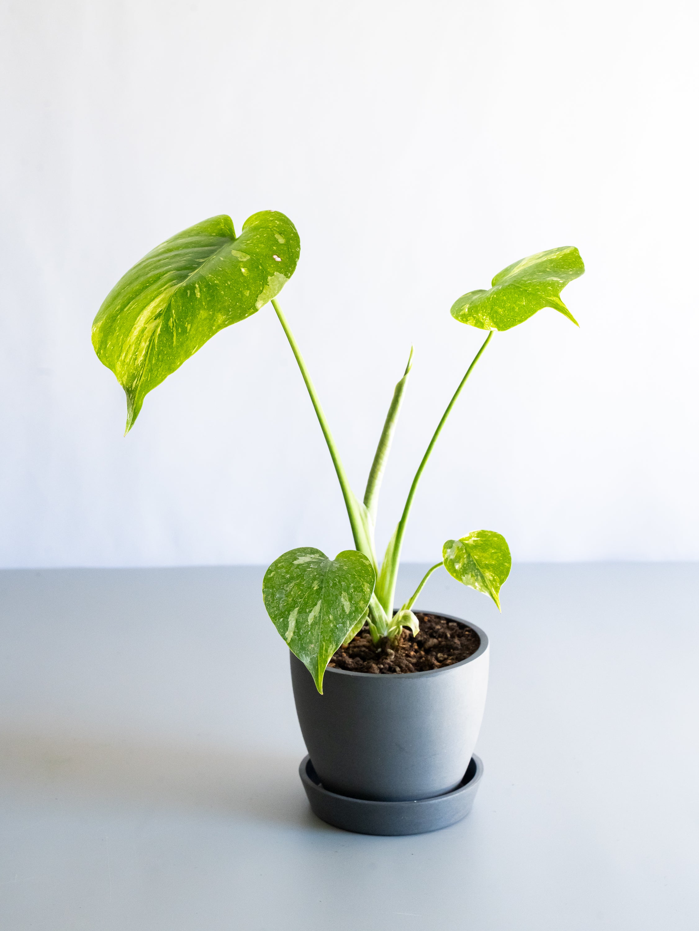 【一点もの】モンステラ・タイコンステレーション Table-S  #24