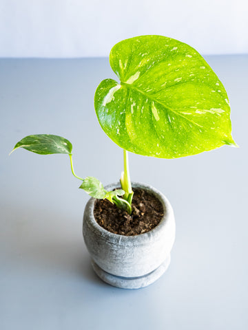 【一点もの】モンステラ・タイコンステレーション Table-S  #18