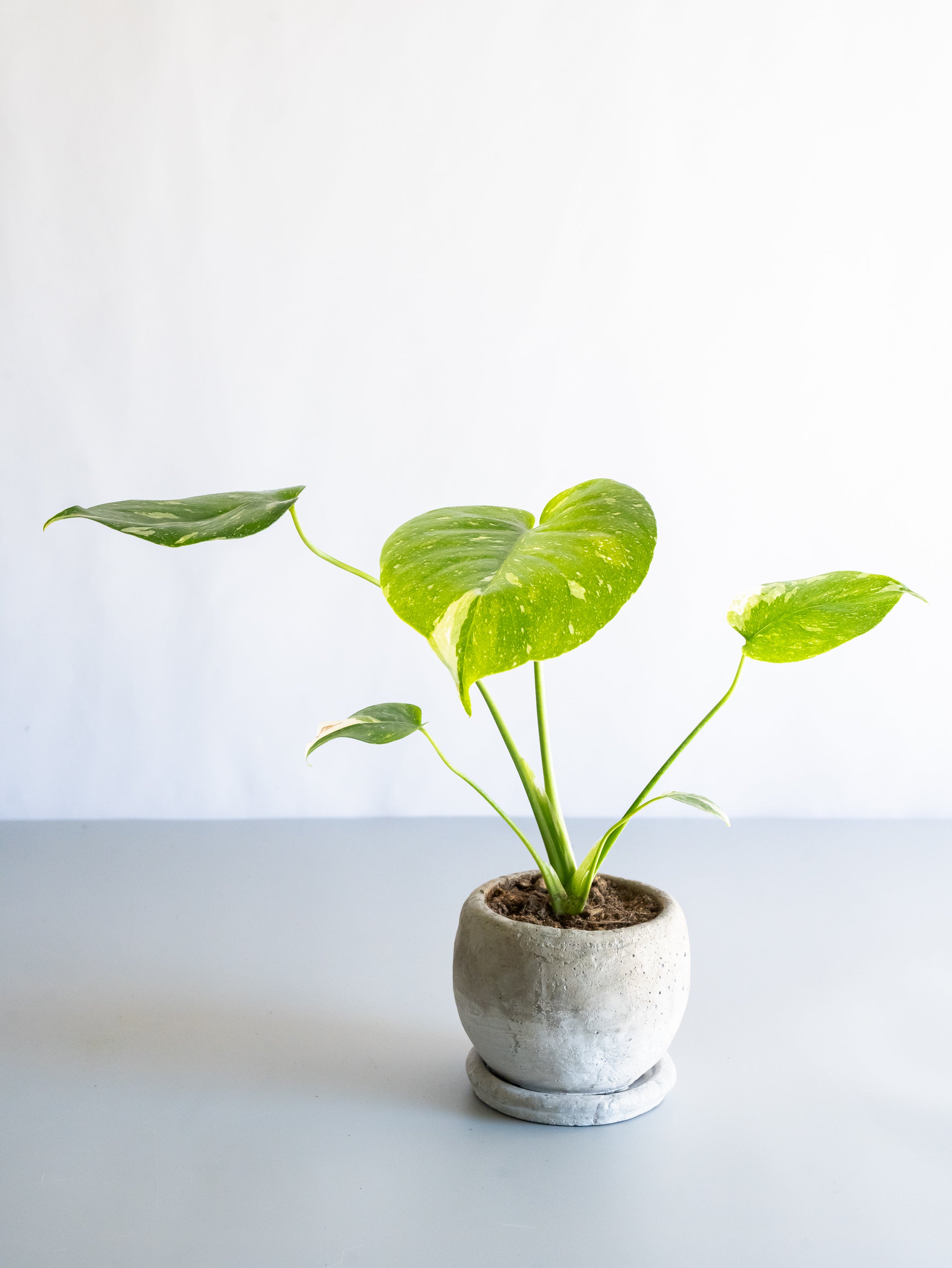 【一点もの】モンステラ・タイコンステレーション Table-S  #19