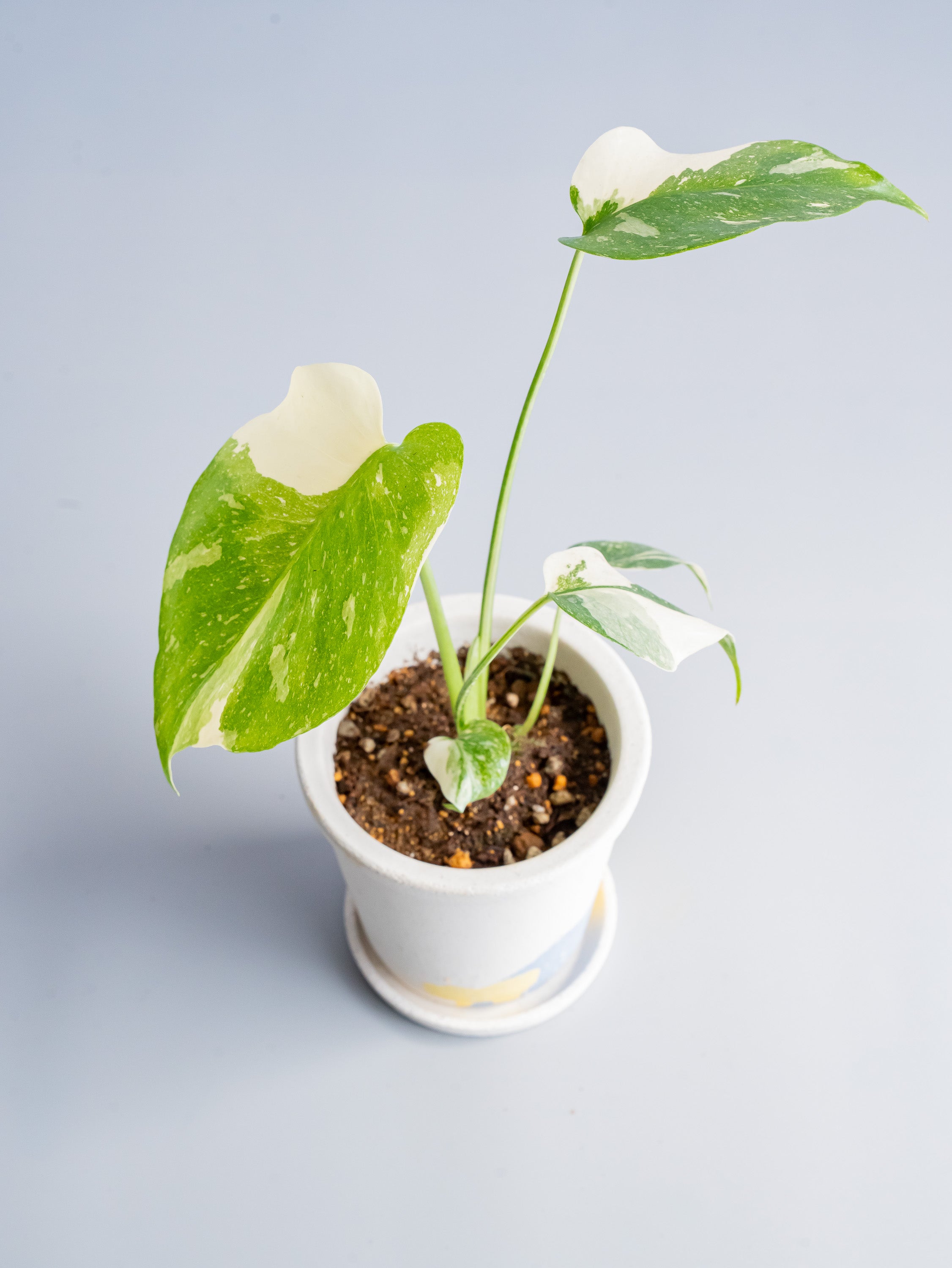 【一点もの】モンステラ・タイコンステレーション Table-S  #8