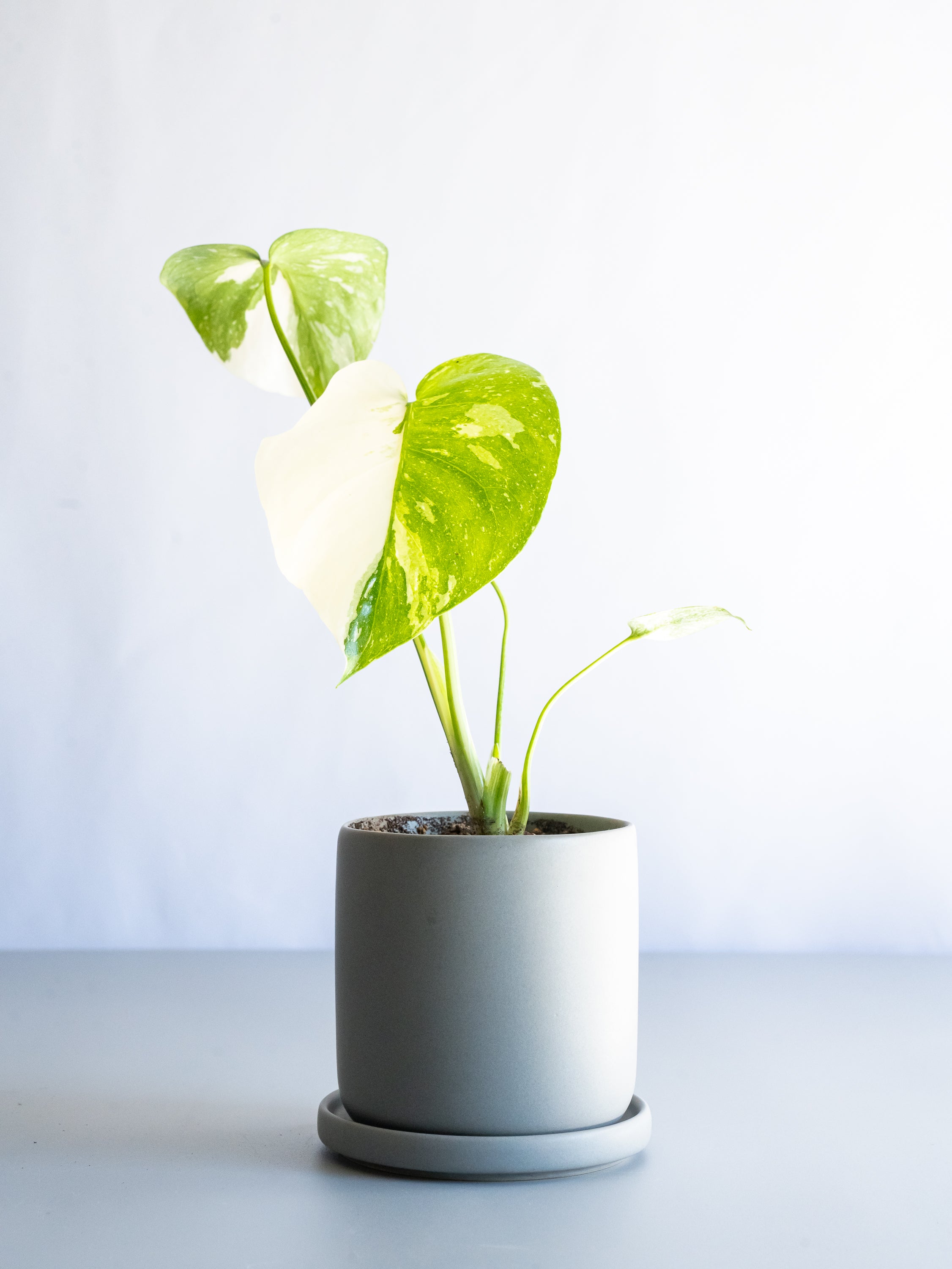 【一点もの】モンステラ・タイコンステレーション Table-S  #28