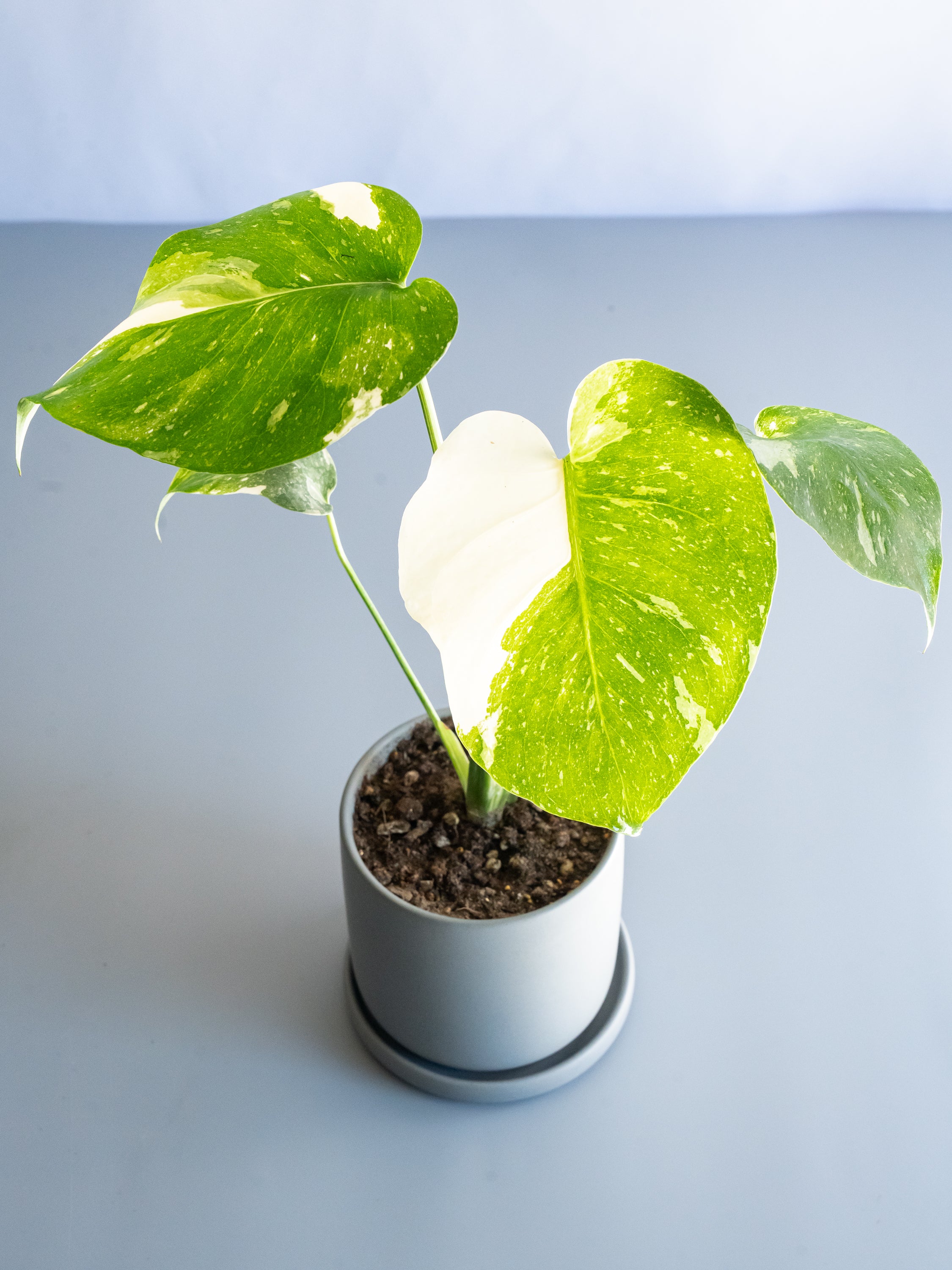 【一点もの】モンステラ・タイコンステレーション Table-S  #27