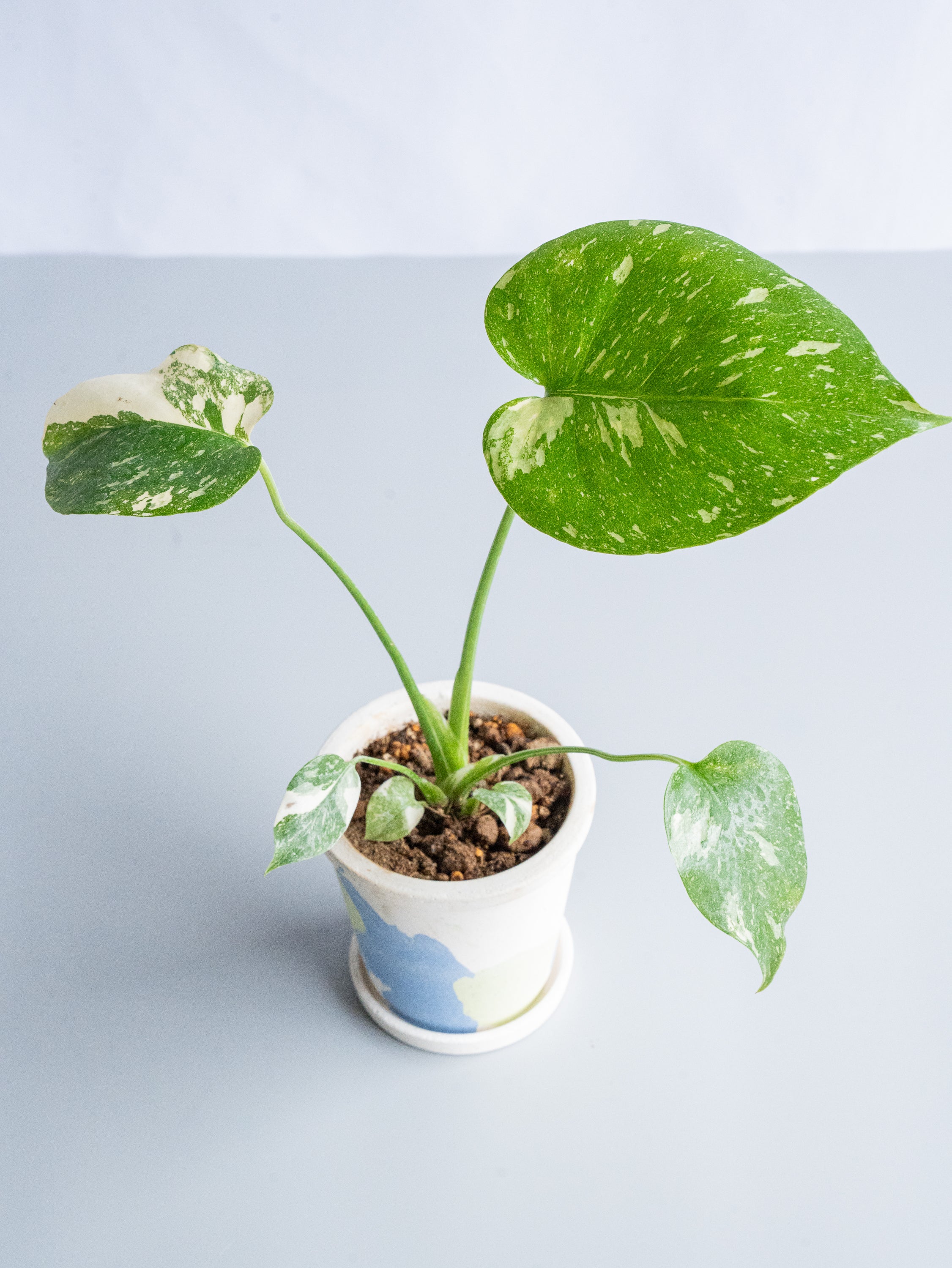 【一点もの】モンステラ・タイコンステレーション Table-S  #17