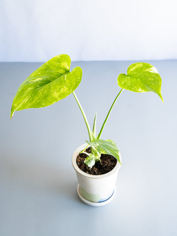 【一点もの】モンステラ・タイコンステレーション Table-S  #26