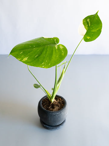 【一点もの】モンステラ・タイコンステレーション Table-S  #20