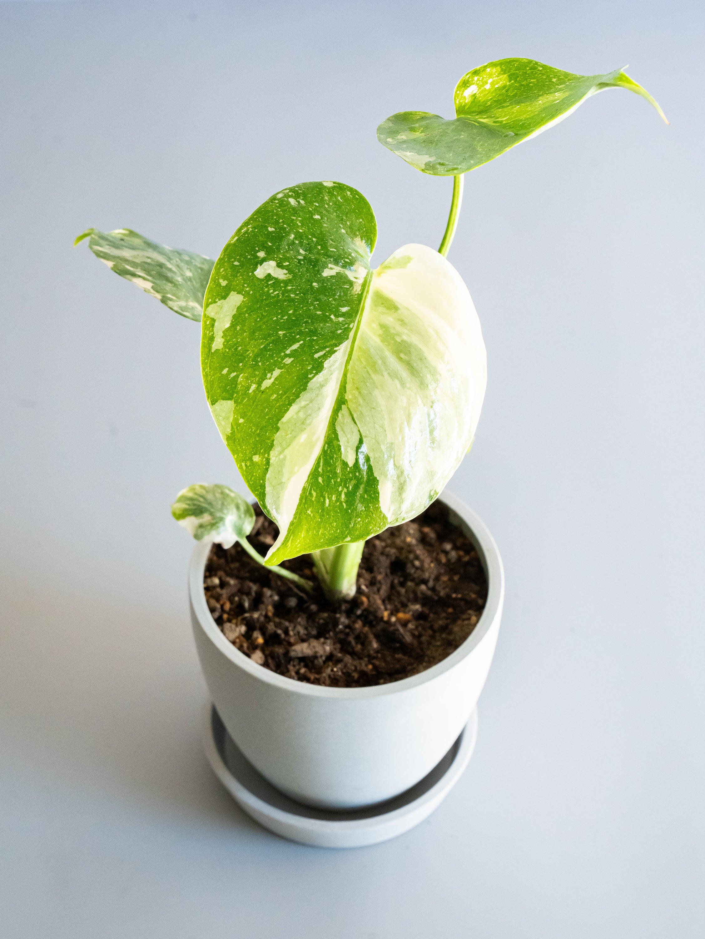 【一点もの】モンステラ・タイコンステレーション Table-S  #23