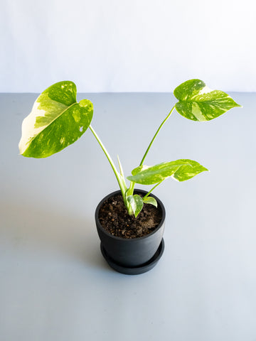 【一点もの】モンステラ・タイコンステレーション Table-S  #22