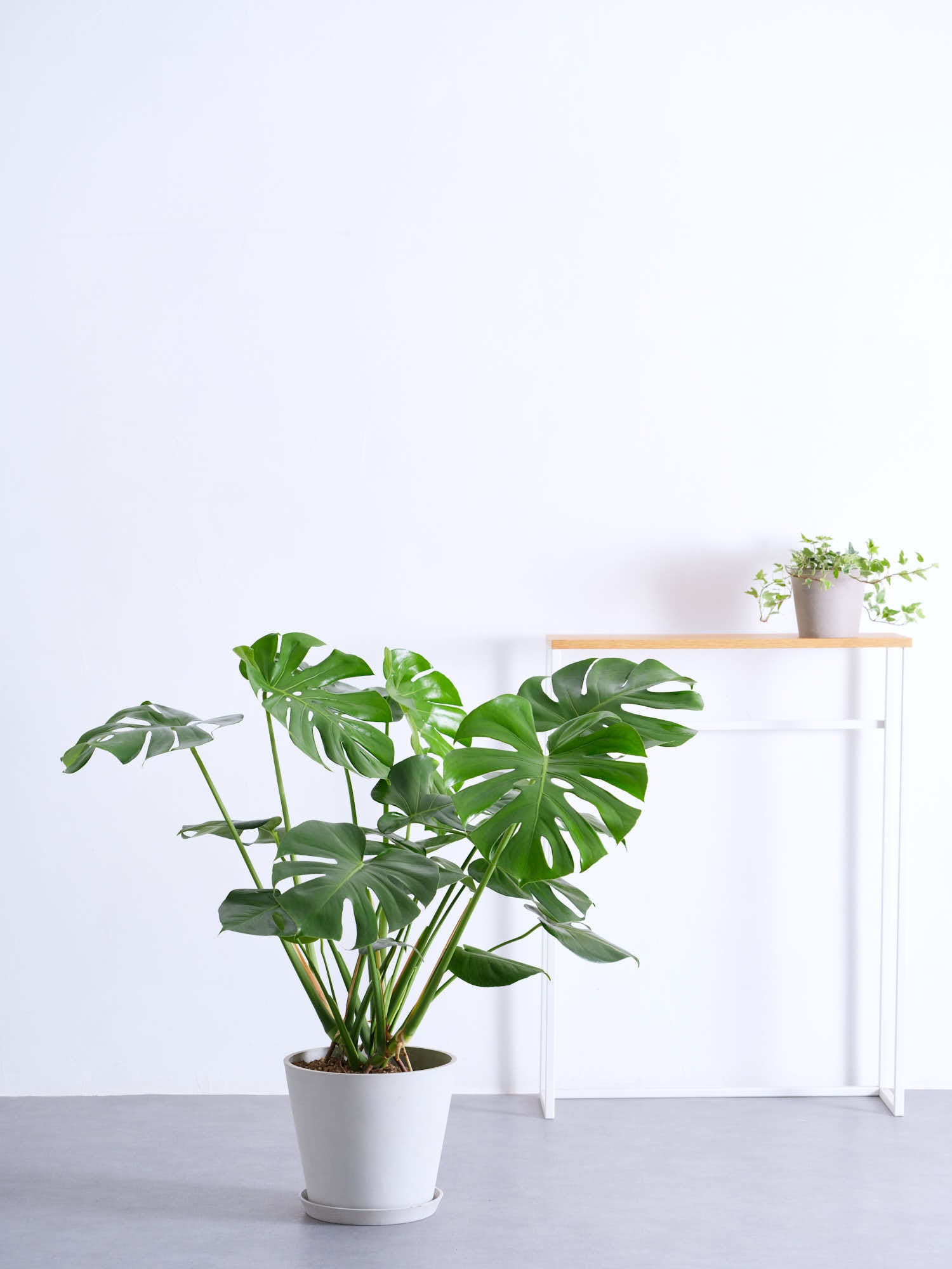 ◇引取希望：モンステラ・デリシオーサ 観葉植物 高さ約152cm 鉢付 東京都 モンステラ デリシオーサ 7号鉢サイズ 鉢植え 観葉植物 ミニ