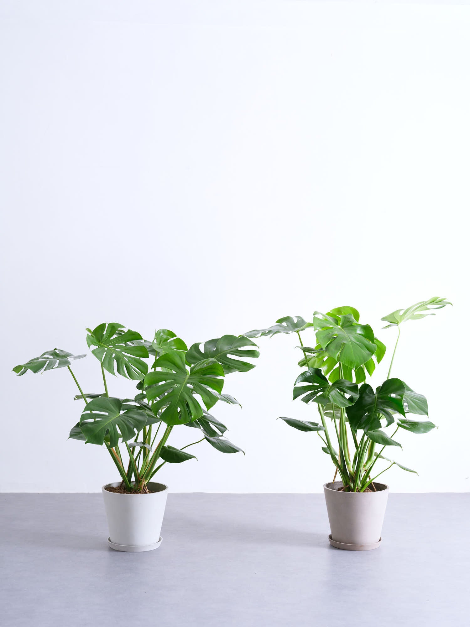 モンステラ デリシオーサ M | 観葉植物の通販 AND PLANTS (アンドプランツ)