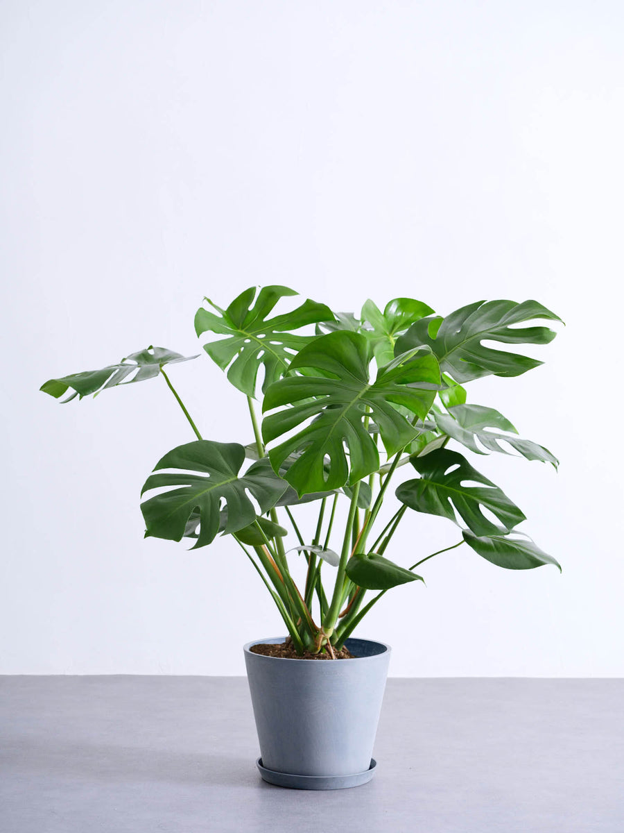 モンステラ・デリシオーサ 8号 | 観葉植物の通販 AND PLANTS (アンド