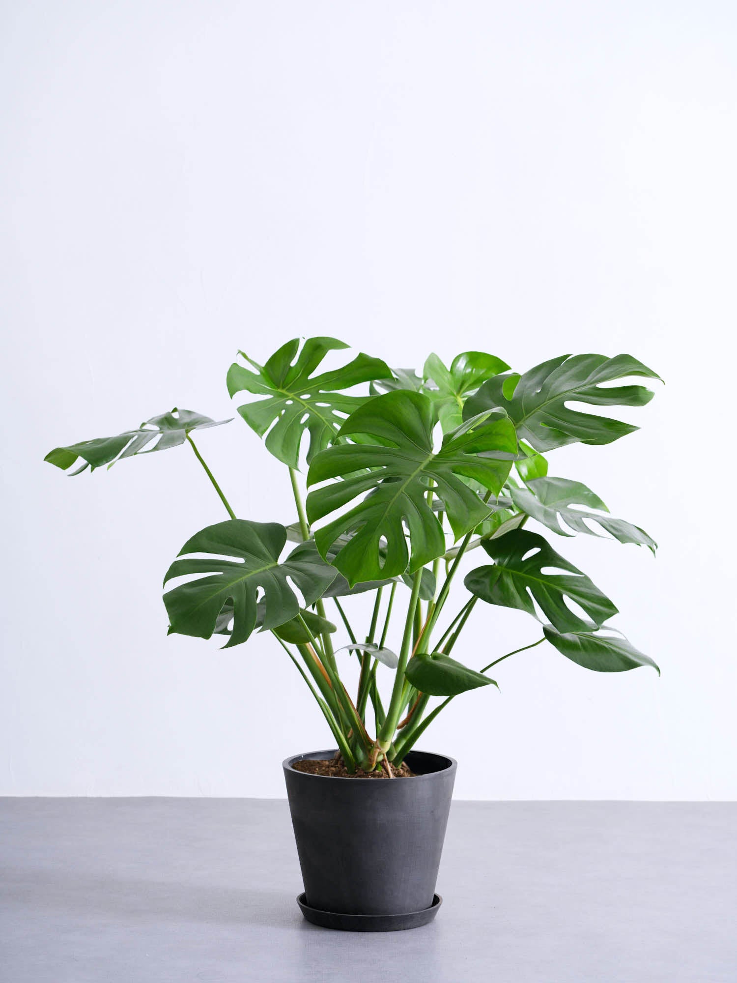 モンステラ デリシオーサ M | 観葉植物の通販 AND PLANTS (アンドプランツ)