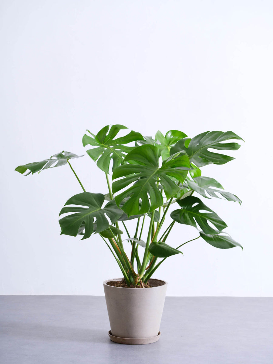 モンステラ 大型 | 観葉植物の通販 AND PLANTS (アンドプランツ)
