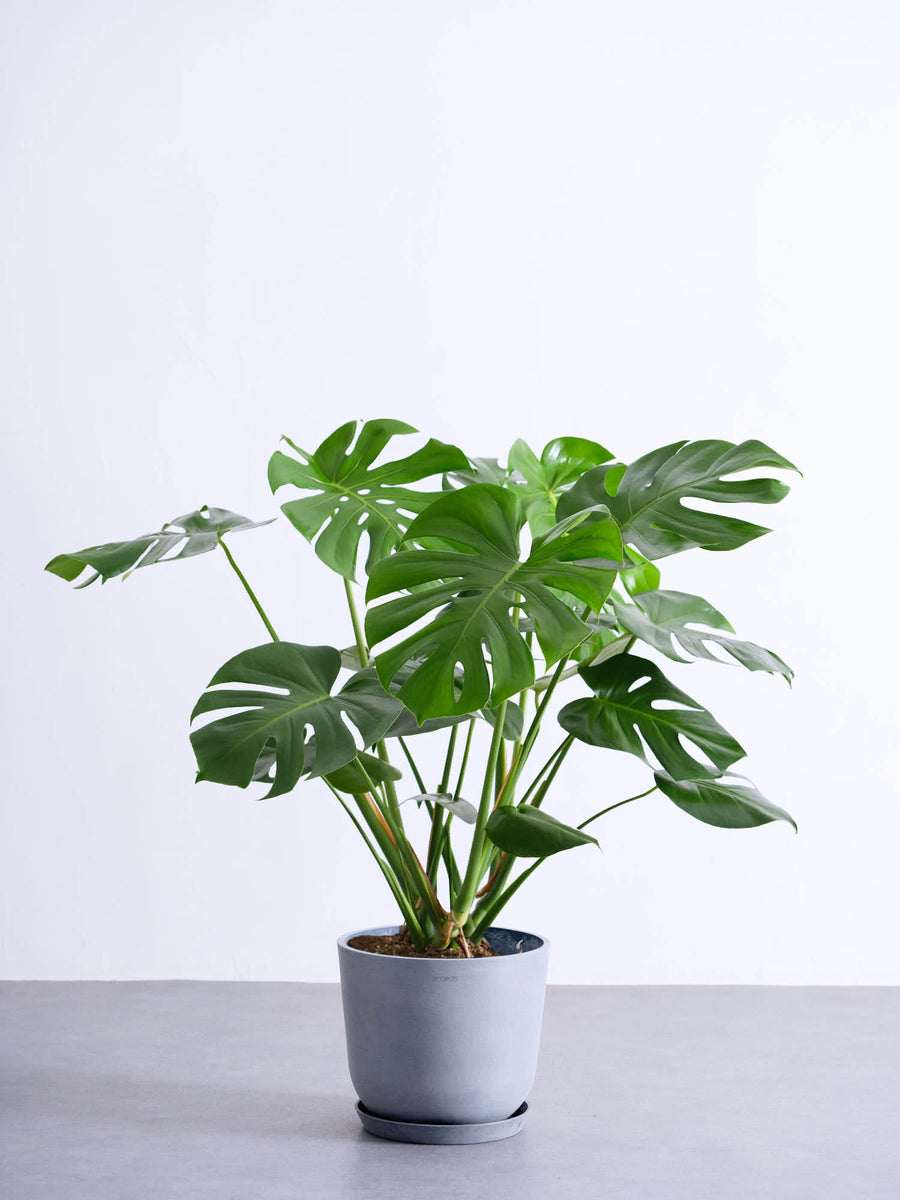 よ*ー様 大型株 巨大モンステラ 茎 美形 65cm よ*ー様 大型株 巨大