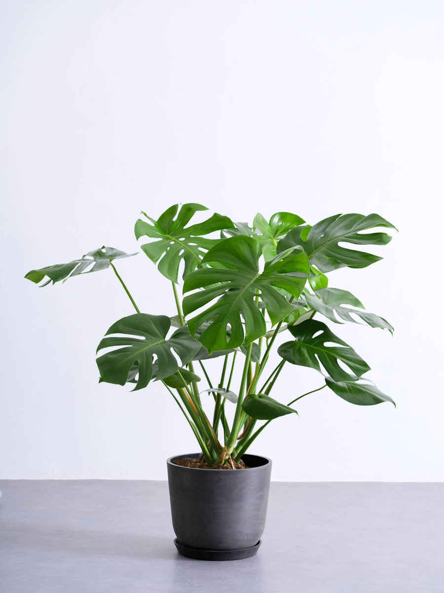 モンステラ 8号 | 観葉植物の通販 AND PLANTS (アンドプランツ)