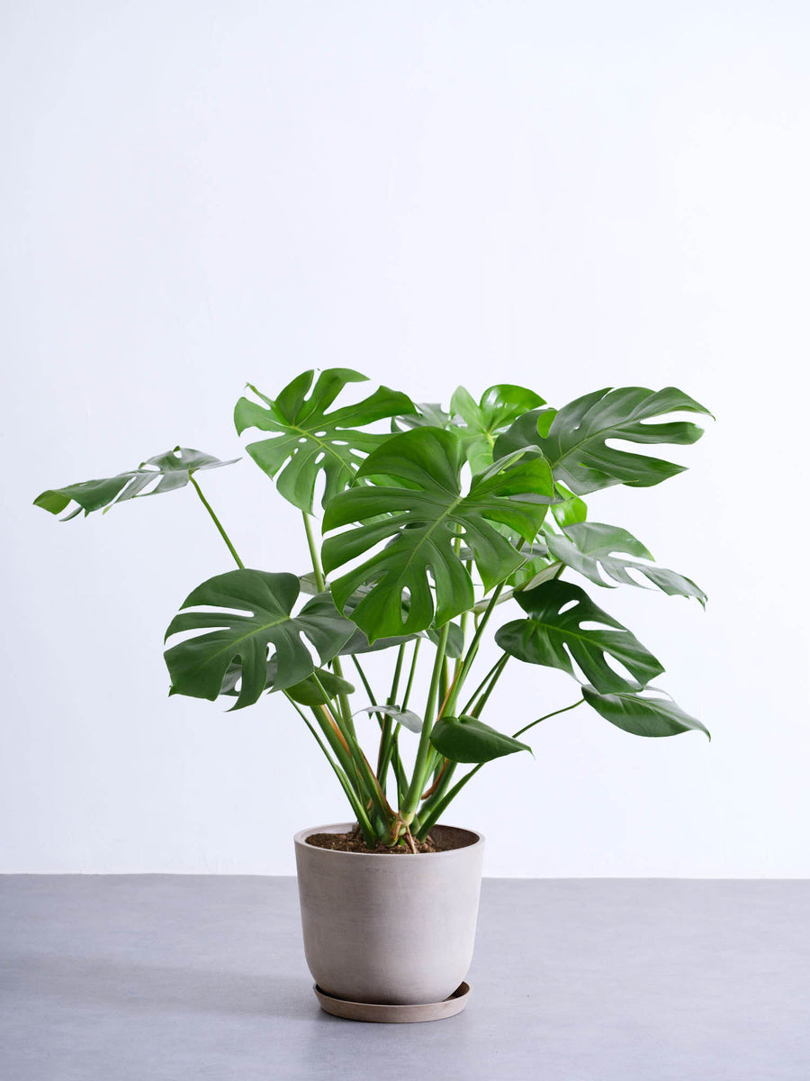 モンステラ 大型 | 観葉植物の通販 AND PLANTS (アンドプランツ)