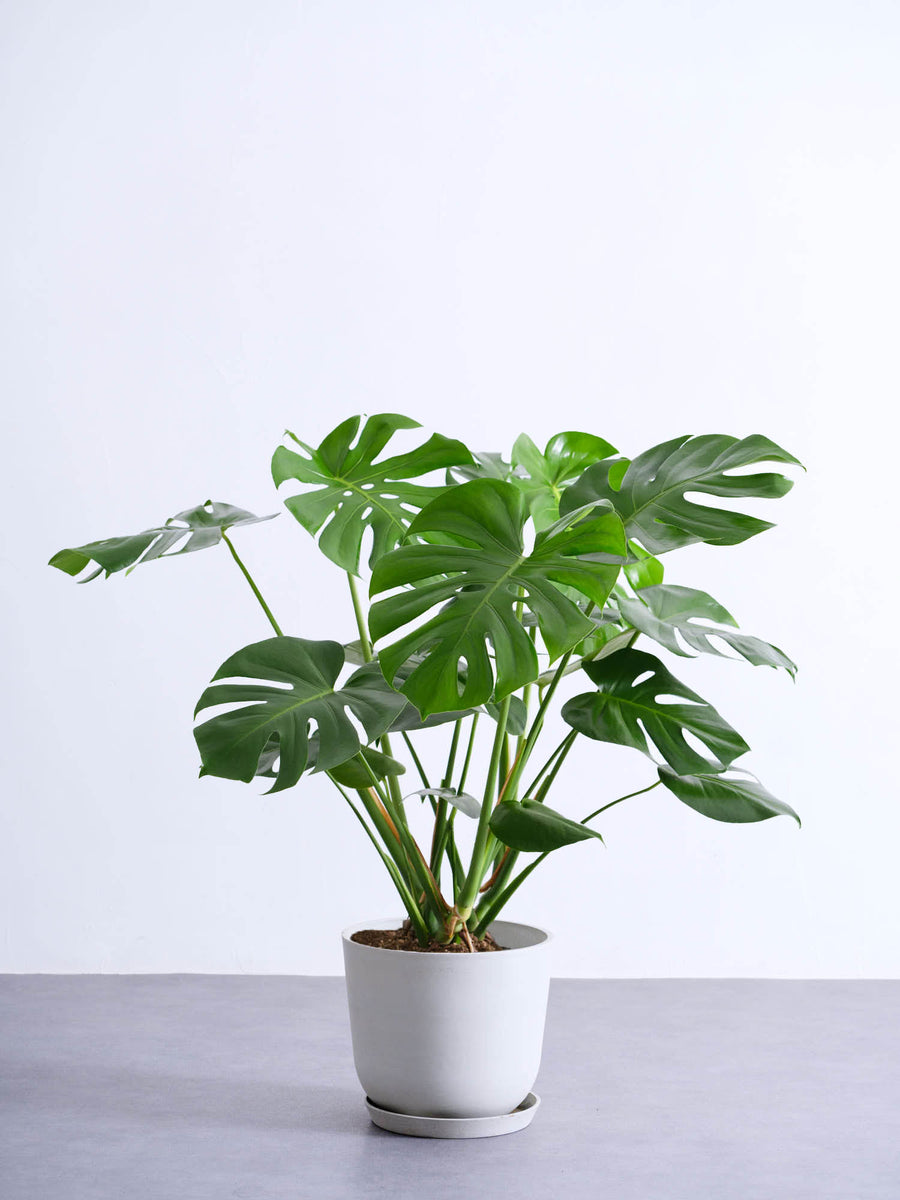 モンステラ 大型 | 観葉植物の通販 AND PLANTS (アンドプランツ)
