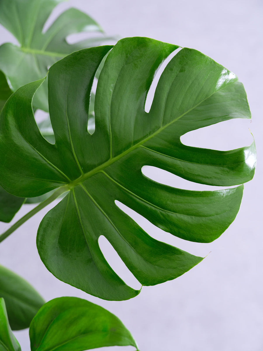 モンステラ・デリシオーサ 8号 | 観葉植物の通販 AND PLANTS (アンド