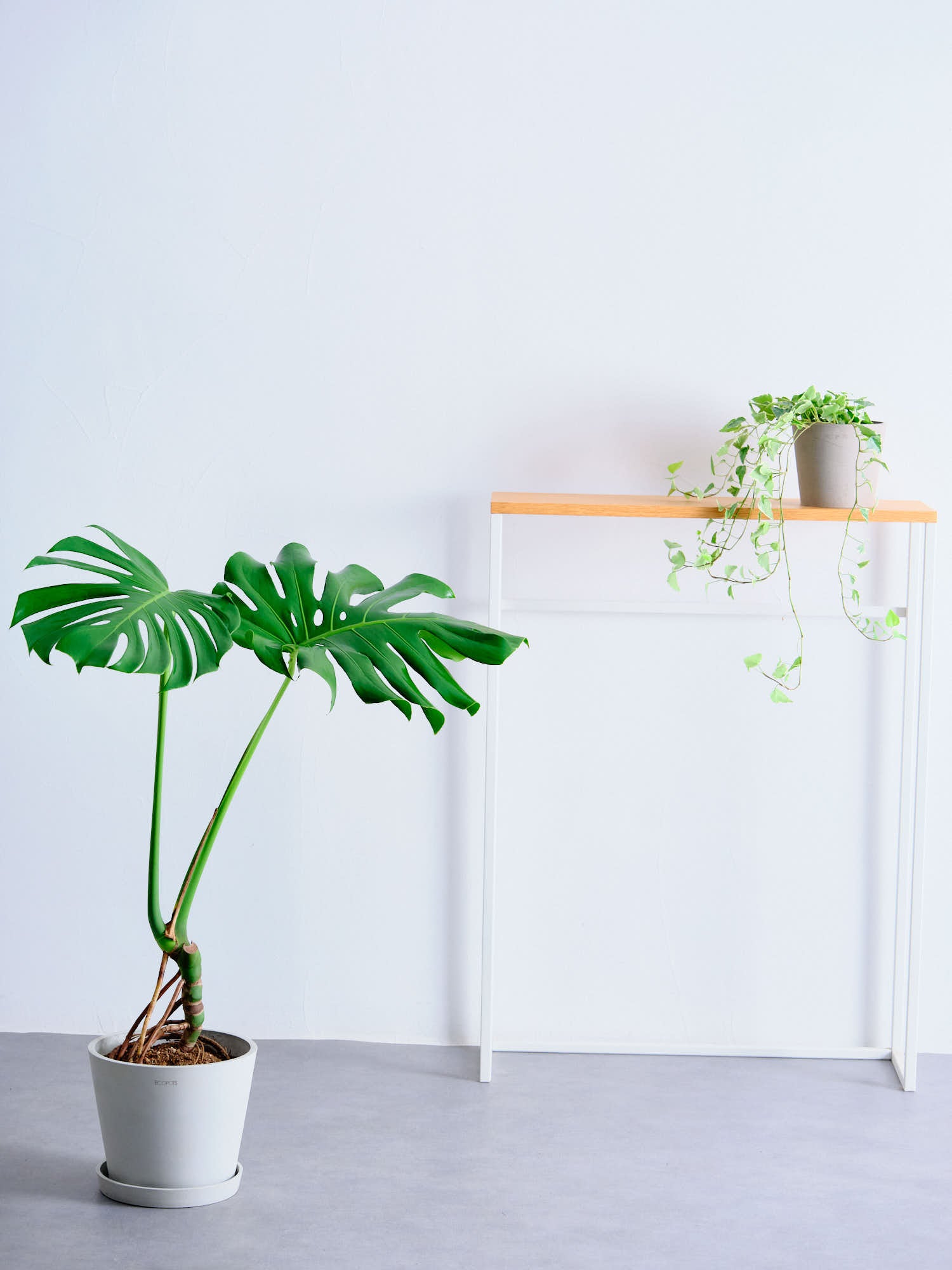 モンステラ・デリシオーサ S | 観葉植物の通販 AND PLANTS (アンド