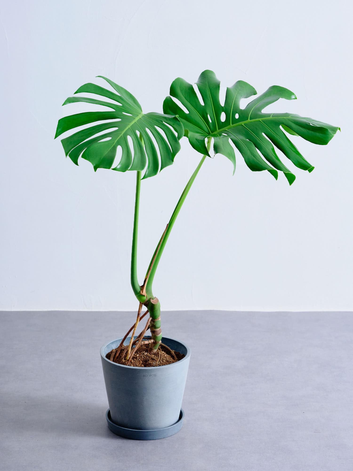 モンステラ ｜観葉植物の通販 AND PLANTS (アンドプランツ)